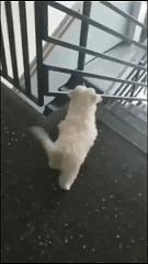 上厕所没有厕纸只能用绳子,上厕所没有卫生纸能用吗