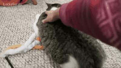 明明绝育了猫咪为什么还叫,明明是已经绝育的公猫