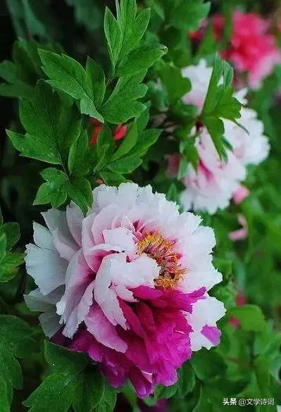 赞美牡丹花开时节动京城的诗句,牡丹诗词名句精选唯有牡丹真国色