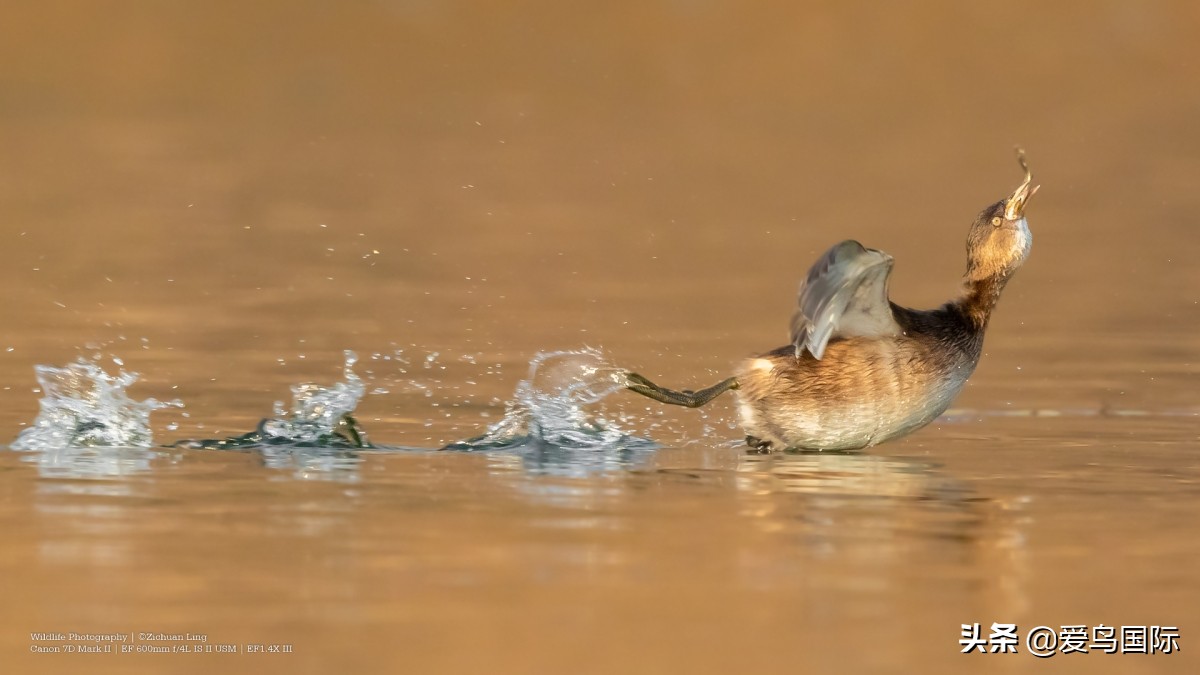 2020观鸟,观鸟大年影片