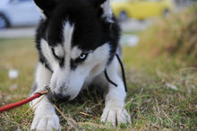 狗界的拆家神器哈士奇,拆家大队哈士奇全集