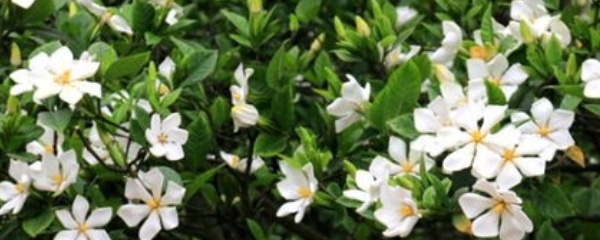 栀子花的叶子发黄怎么回事,栀子花叶子边沿发黄是怎么回事