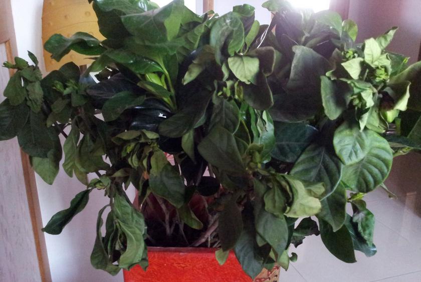 栀子花叶子耷拉发蔫怎么回事,栀子花的叶子发蔫要怎么解救