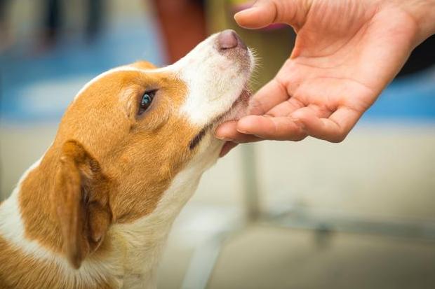 狗狗哪些部位不能摸,狗狗这几个部位不能随便洗