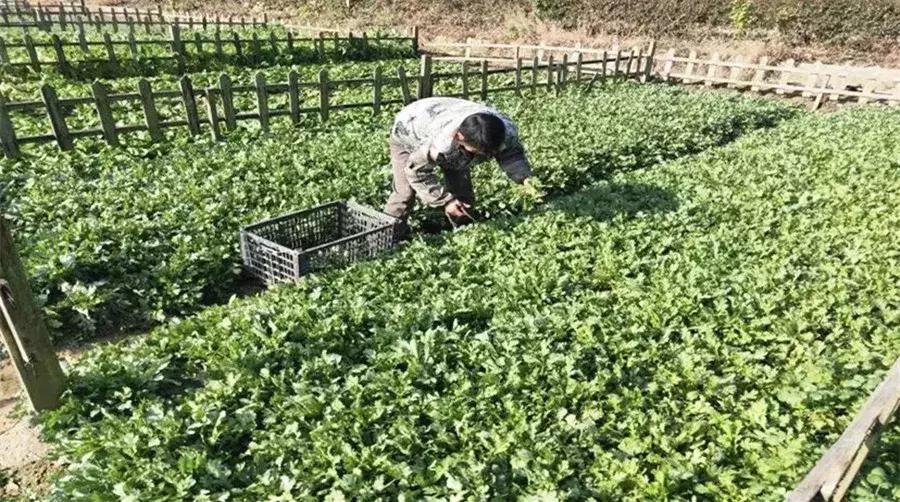 火锅9.9元秒杀,火锅9.9元涮品