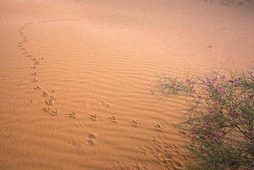 沙漠的沙子有什么利用价值,沙漠的沙子有什么利用价值吗