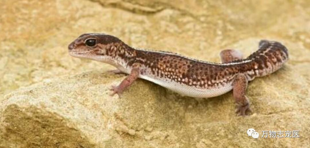 新宠到家笼养几天,新手饲养守宫必备什么品种