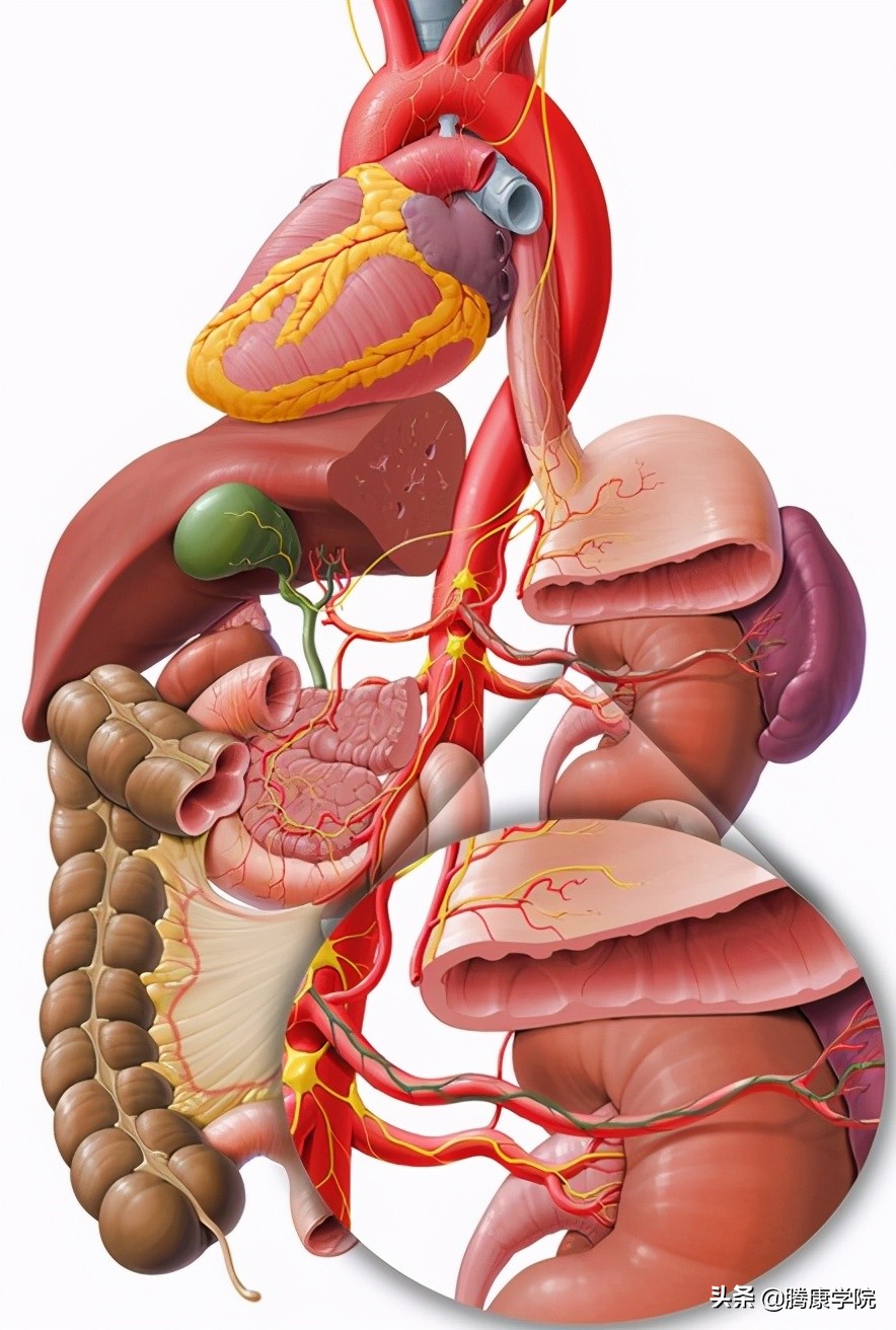 自主神经血管张力障碍,自主神经系统对血管的调控