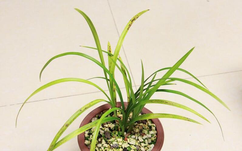 兰花的叶片发黄怎么办呢,兰花叶片发黄的原因和处理方法