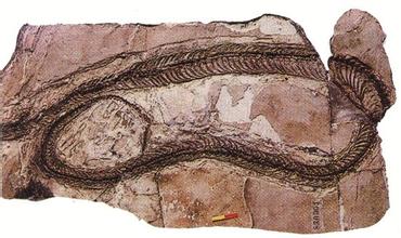 蛇最长时间能活多久,泡酒两三年的蛇打开瓶盖还会咬人