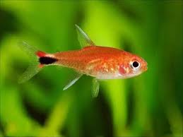 草缸灯鱼专用灯,适合草缸养的灯鱼