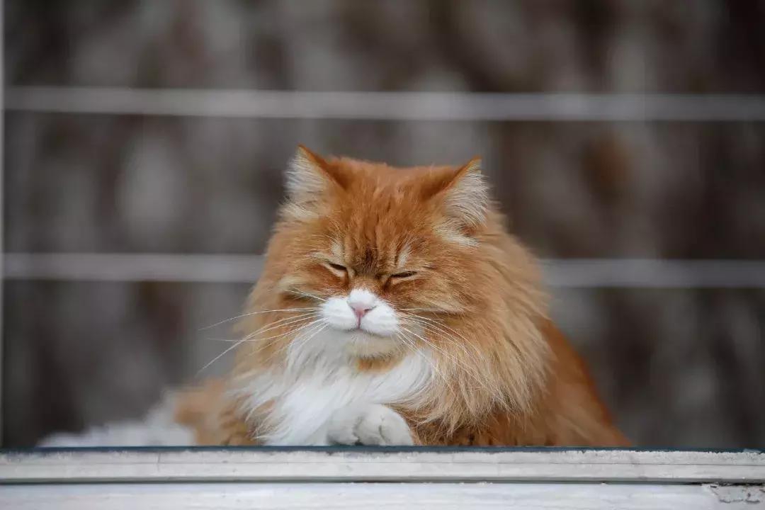 马未都给皇家带什么,马未都讲鸳鸯是什么