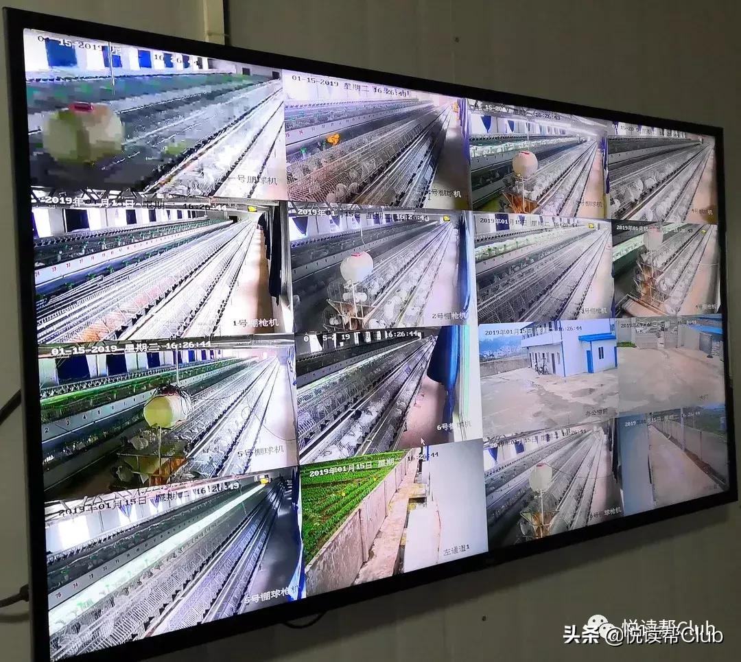 连成都人都赞不绝口的兔头空降安顺！这些兔兔还是安顺人自家养的