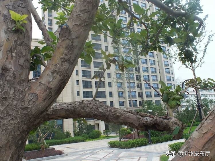 忻州国力花园二期在哪个位置,忻州国力花园五期和国力新城二期