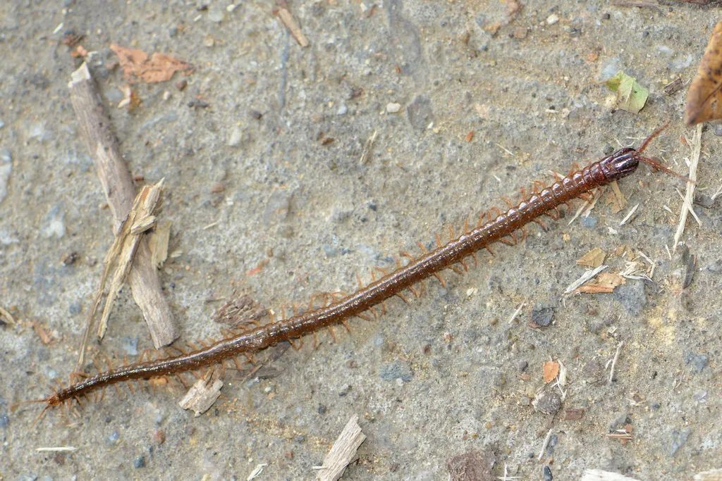 当蜈蚣遇到南方蟑螂会怎样,南方的大蟑螂有多可怕