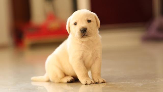 幼犬狗狗刚来胆小害怕怎么办,狗狗胆小怎么办见人就躲