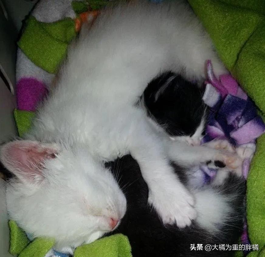 两只猫被收养后的幸福生活,两只流浪猫被收养后的幸福生活