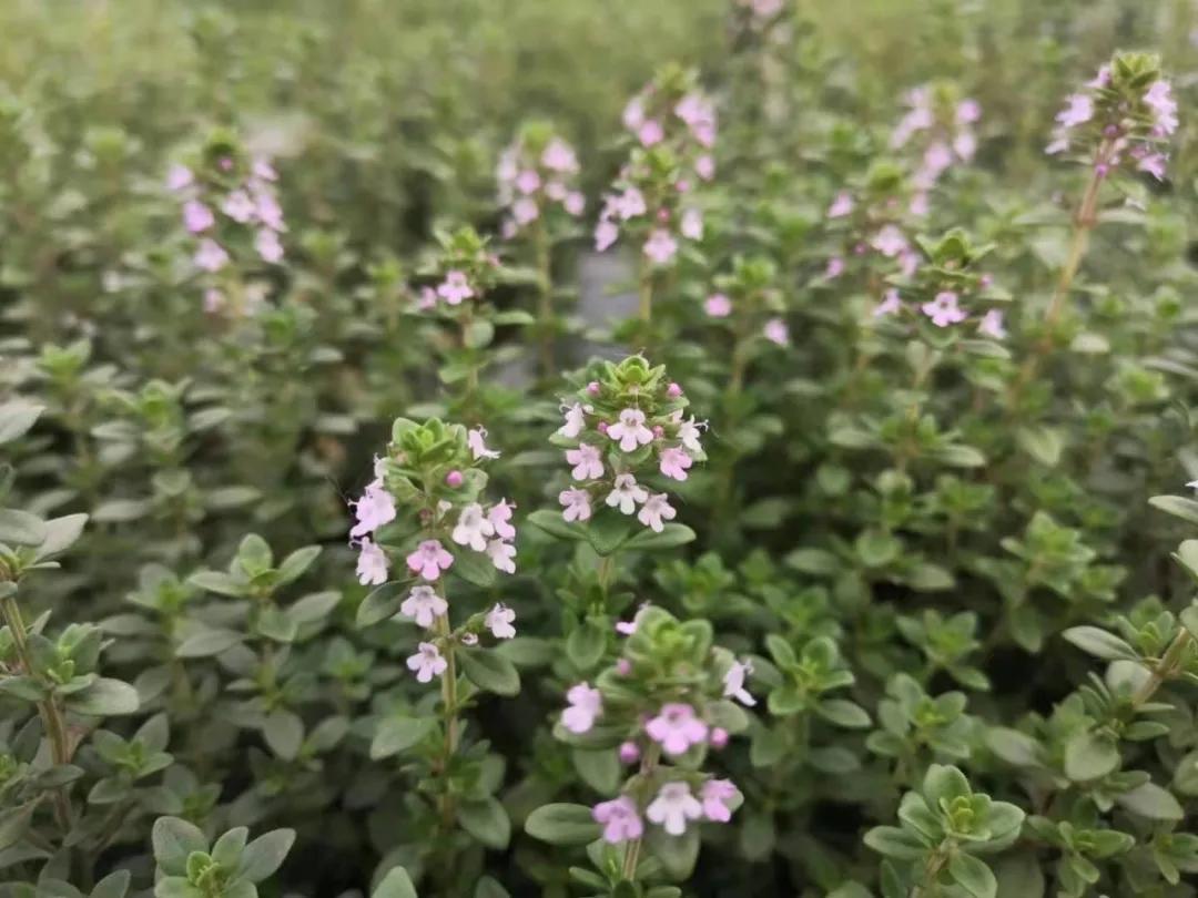 观花草本植物推荐,最具观赏性的观叶植物