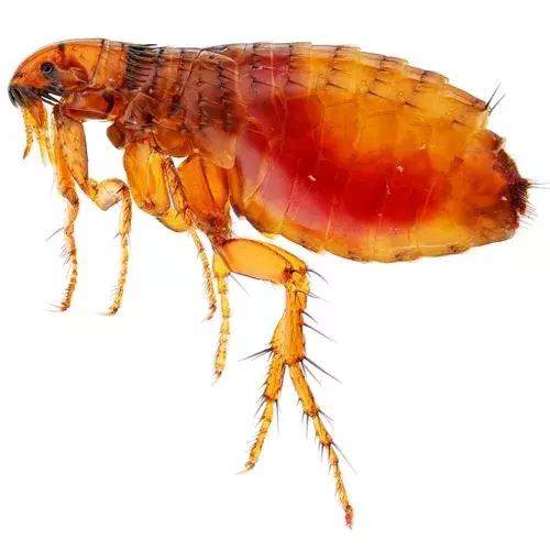 狗狗身上起红疹子是怎么回事,狗狗身上起红疹又脱毛