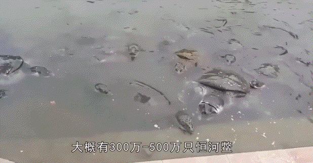 长出白斑！恒河鳖被宠到自然老死而泛滥，中国吃货能解决吗？