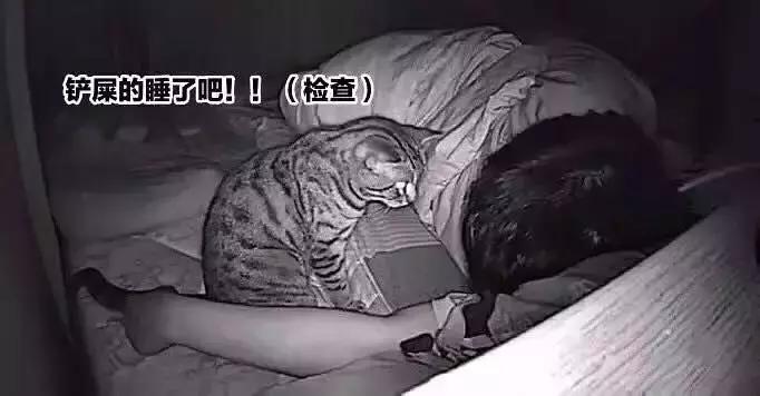 养了三年的猫突然想攻击我,养了两年的猫对我特别防备