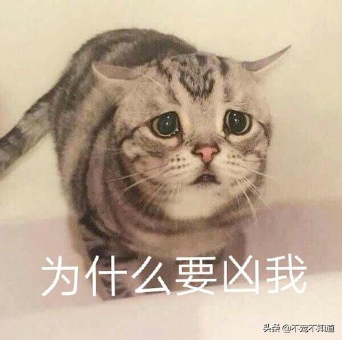 猫咪乱尿太烦人听听医生怎么说,猫咪绝育后还是乱尿怎么回事