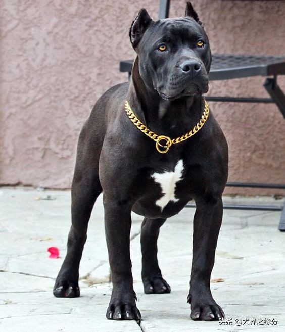 最厉害的护卫犬十大排名,世界上最好的护卫犬前10种