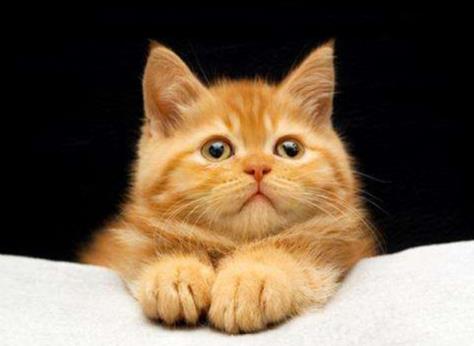 郑州到成都宠物托运,成都到重庆托运宠物多少钱