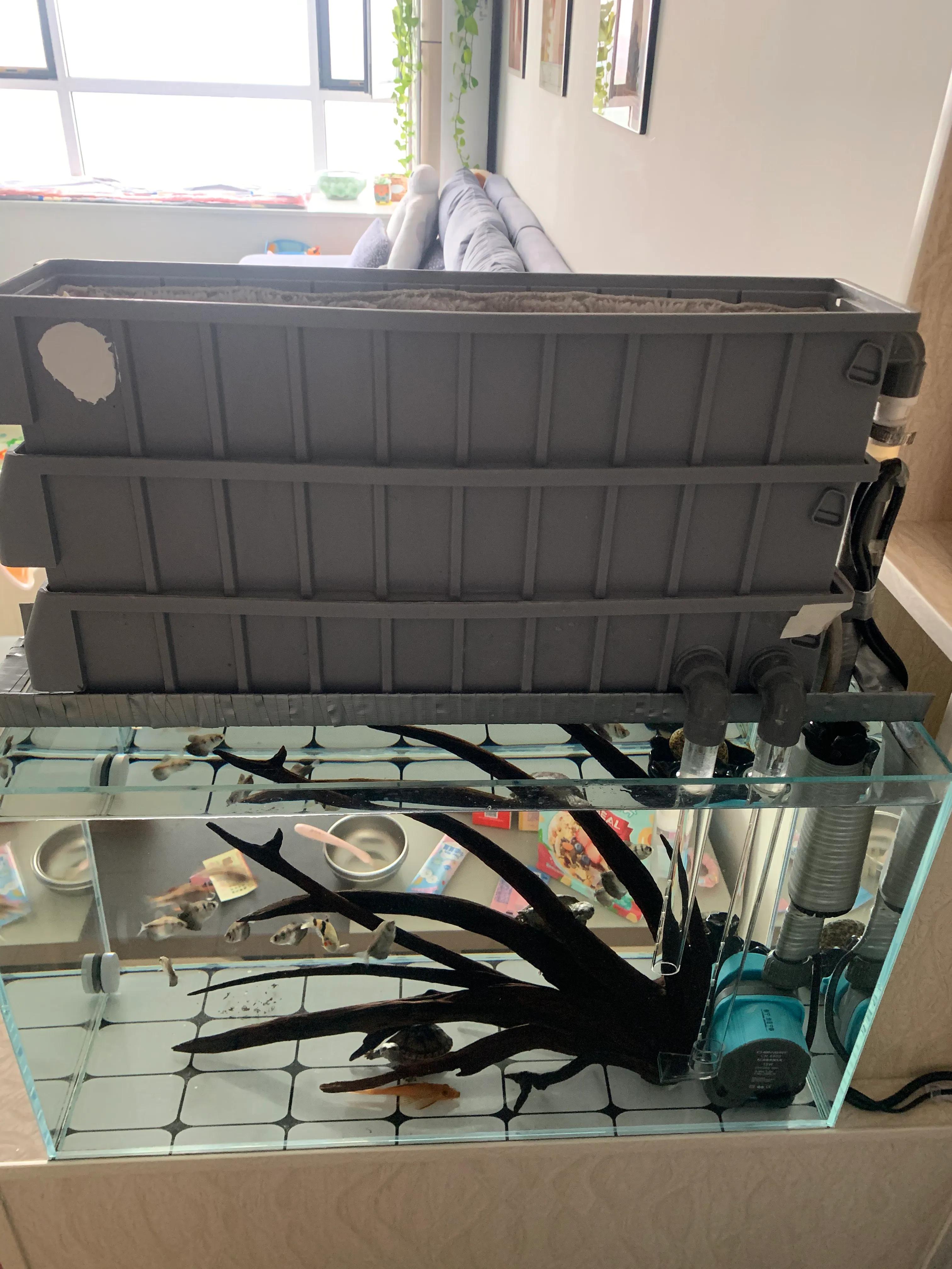 侧滤鱼缸养麝香龟,麝香龟在鱼缸里面怎么养