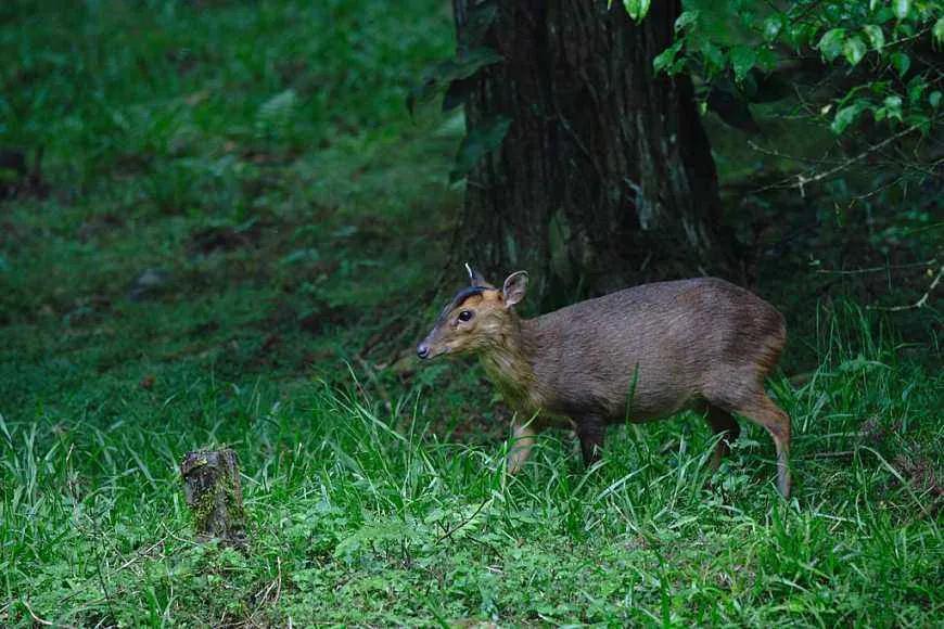 为什么台湾女明星多出文艺女青年？