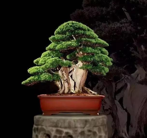 名贵植物排名前十名,十大天价的花卉