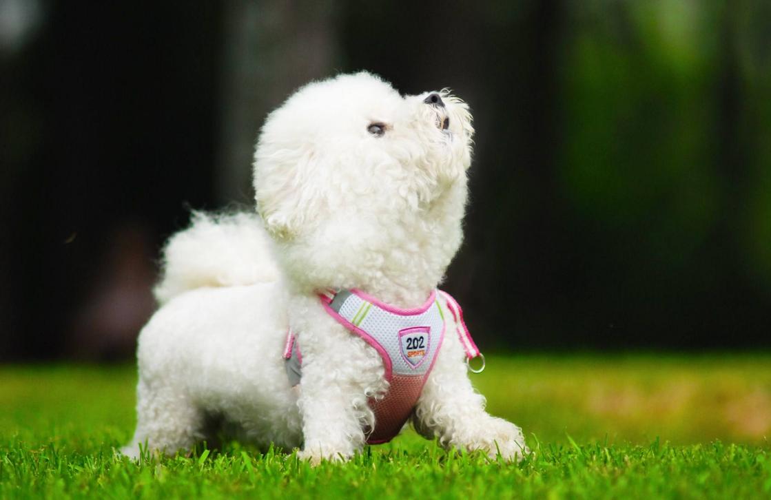 公认最好的十大狗狗排行榜,狗狗排行榜颜值第一的狗是哪种狗
