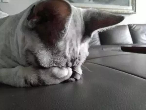 青光眼合并白内障如何治疗最好,猫咪白内障的早期症状眼药水