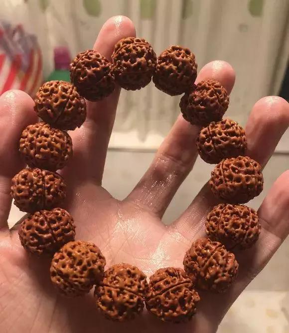 详细介绍一下金刚菩提的基础常识,盘玩金刚菩提有讲究这五点要了解