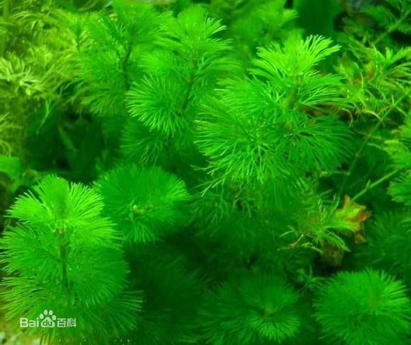 金鱼缸适合养什么水草图片,金鱼缸里养什么样的水草好