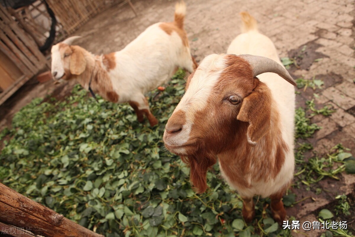 新手养羊如何预防羊病,养羊常见病治疗大全