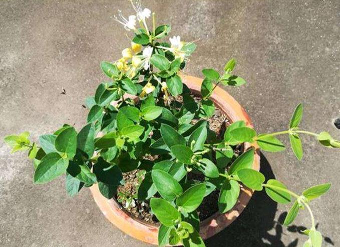 盆栽金银花怎么养老桩,四季金银花什么时候开花花期多久