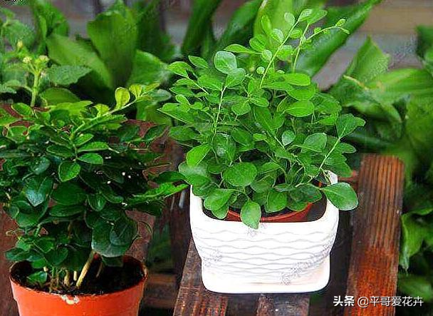 办公室防甲醛植物,办公室除甲醛最好的植物