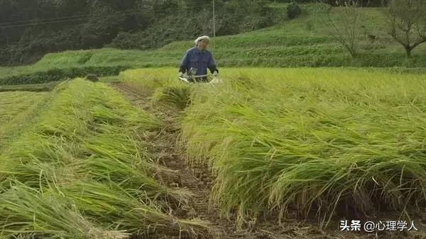 桥本爱在小森林是素颜吗,桥本爱小森林主题曲完整版