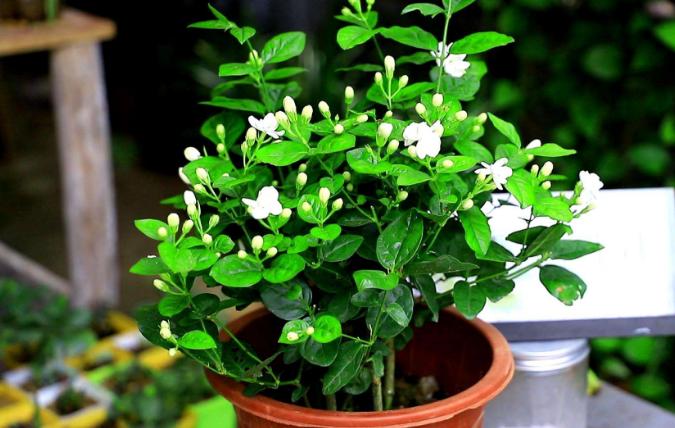 过期养花特效药怎么处理,这些药过期不要扔养花