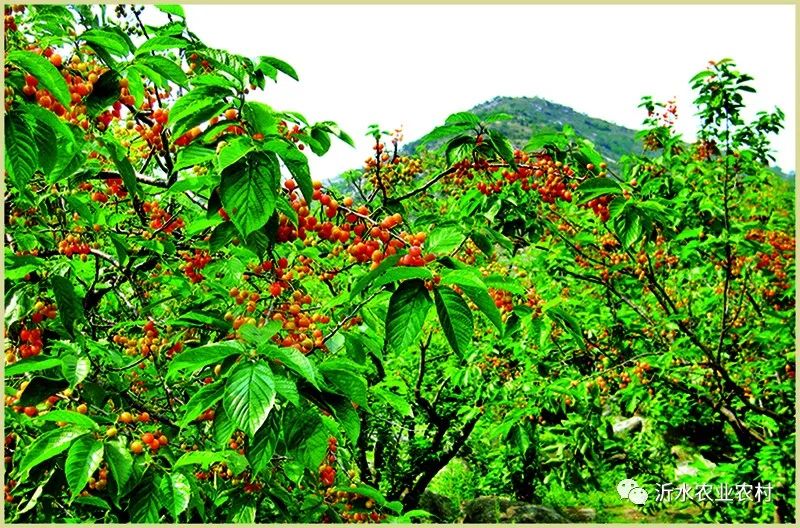 种养产业推动乡村振兴工作,我县壮大特色农业引领乡村振兴