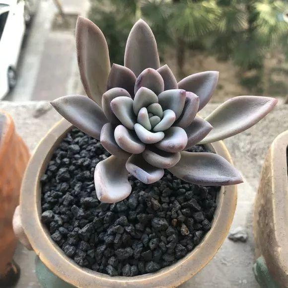 高温导致多肉化水怎么办,高温暴晒的多肉