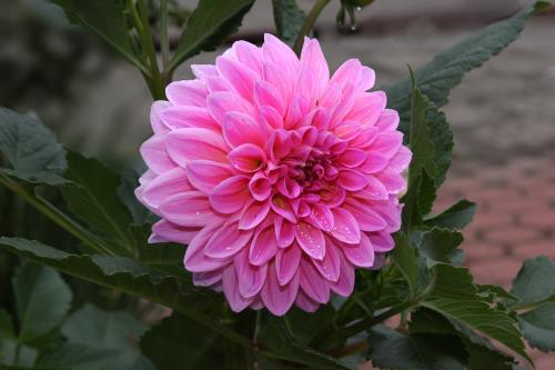 大丽花怎么修剪,大丽花打顶正确方法