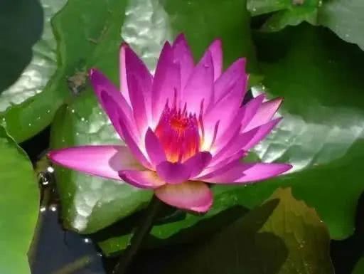 世界上十大鲜花排名图片,世界十大漂亮名贵花卉