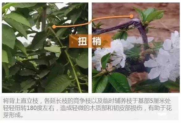 大樱桃病虫害全年防治方法有哪些,大樱桃病虫害全年防治方法直播间