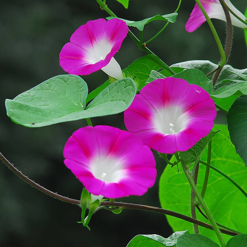 适合山东地区种植的珍稀树种,十种常见观赏草有哪些