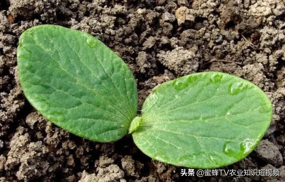 南瓜如何种植才能高产一些,南瓜如何种植能高产