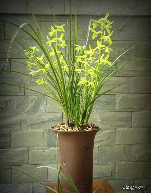 兰花蕙兰十大名品,蕙兰名品大全欣赏