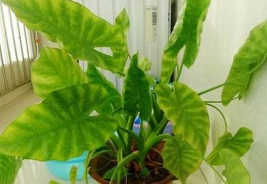 滴水观音烂根处理方法图解,滴水观音烂根了要怎么处理