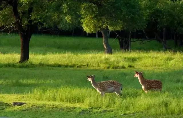 哈尔滨自驾三亚边走边玩最佳路线,哈尔滨到漠河自驾旅游攻略10天